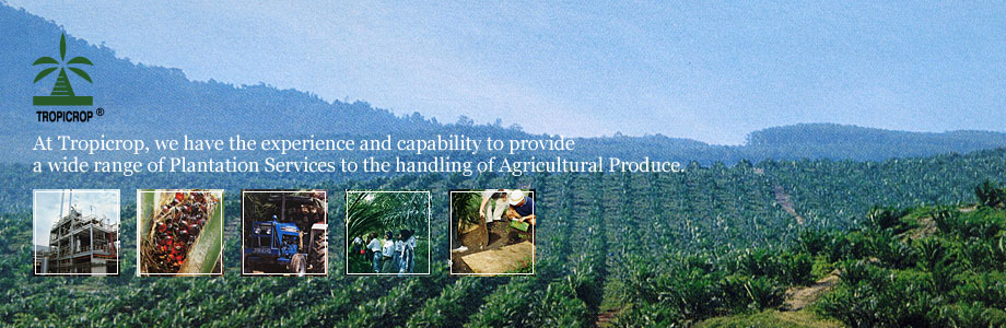 Tropicrop - We have the experience and capability to provide a wide range of Plantation Services to the handling of Agricultural Produce